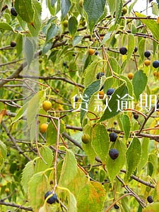 贷款逾期抑郁了 贷款逾期抑郁了