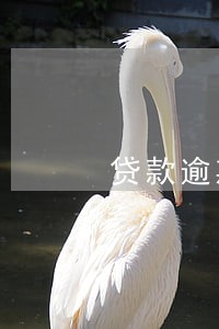 贷款逾期担保人征信会不会有影响 贷款逾期担保人征信会不会有影响
