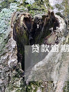 贷款逾期担保人责任 贷款逾期担保人责任