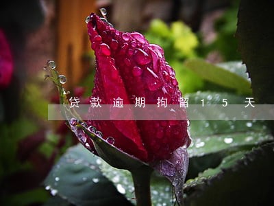 贷款逾期拘留15天