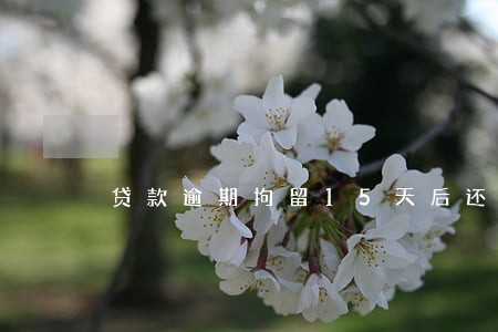 贷款逾期拘留15天后还用还吗