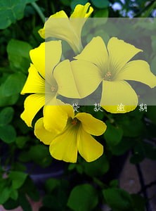 贷款逾期拨备率 贷款逾期拨备率