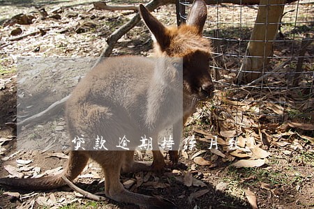 贷款逾期持续月数1 贷款逾期持续月数1