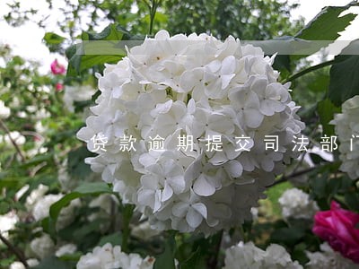 贷款逾期提交司法部门 贷款逾期提交司法部门