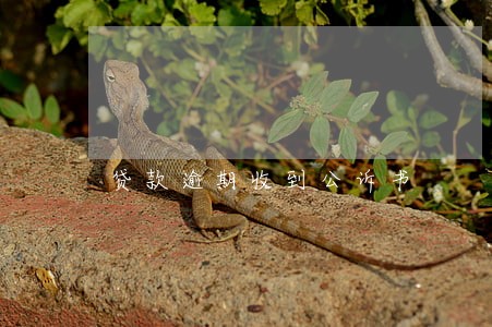 贷款逾期收到公诉书