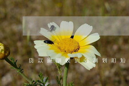 贷款逾期收到强制划扣短信 贷款逾期收到强制划扣短信