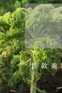贷款逾期收到短信传票 贷款逾期收到短信传票