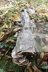 贷款逾期是从结息日开始的吗 贷款逾期是从结息日开始的吗