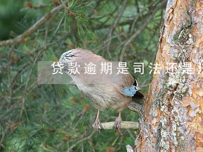 贷款逾期是司法还是法院