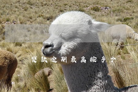 贷款逾期最高按多少 贷款逾期最高按多少