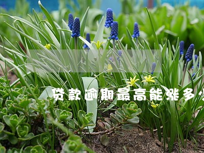 贷款逾期最高能涨多少倍 贷款逾期最高能涨多少倍
