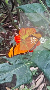 贷款逾期最高还多少 贷款逾期最高还多少