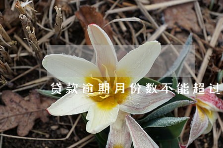 贷款逾期月份数不能超过多少 贷款逾期月份数不能超过多少