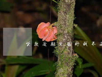贷款逾期欠银行钱不还会怎样 贷款逾期欠银行钱不还会怎样