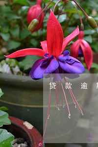 贷款逾期正规应该几天催收 贷款逾期正规应该几天催收