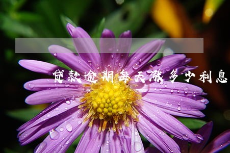 贷款逾期每天涨多少利息 贷款逾期每天涨多少利息