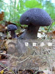 贷款逾期没有财产可以还 贷款逾期没有财产可以还