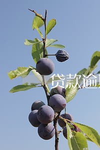 贷款逾期没还冻结信用卡吗 贷款逾期没还冻结信用卡吗