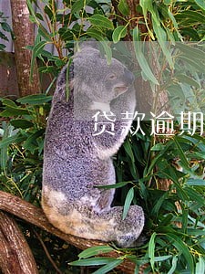 贷款逾期没还还能办信用卡吗