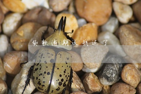 贷款逾期没钱还了 贷款逾期没钱还了