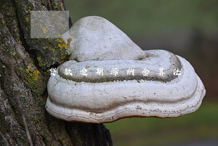 贷款逾期滞纳金算法 贷款逾期滞纳金算法