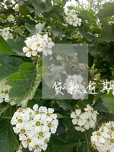 贷款逾期申诉原因 贷款逾期申诉原因