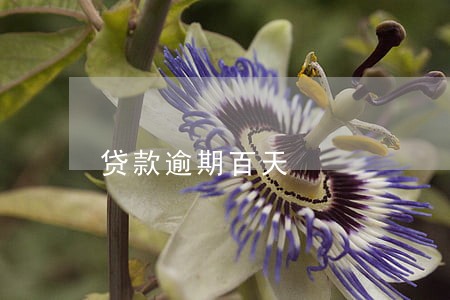 贷款逾期百天 贷款逾期百天