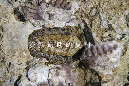 贷款逾期的复利 贷款逾期的复利
