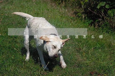 贷款逾期的生活怎么样 贷款逾期的生活怎么样
