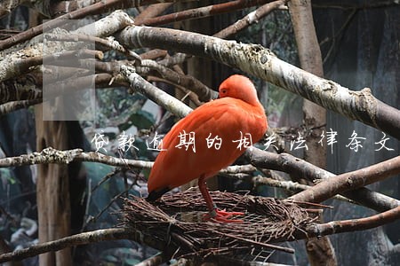 贷款逾期的相关法律条文 贷款逾期的相关法律条文