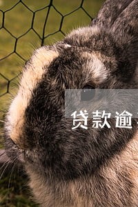 贷款逾期真的会到村委会去吗 贷款逾期真的会到村委会去吗