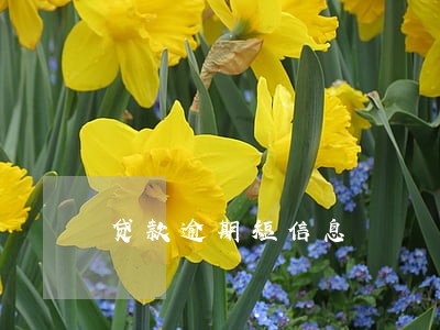 贷款逾期短信息 贷款逾期短信息