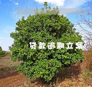 贷款逾期立案 贷款逾期立案