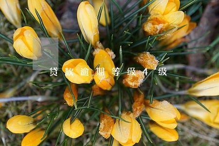 贷款逾期等级4级 贷款逾期等级4级