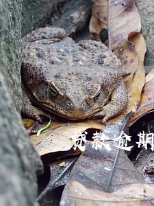 贷款逾期算法 贷款逾期算法