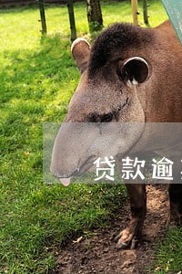 贷款逾期累计8次 贷款逾期累计8次