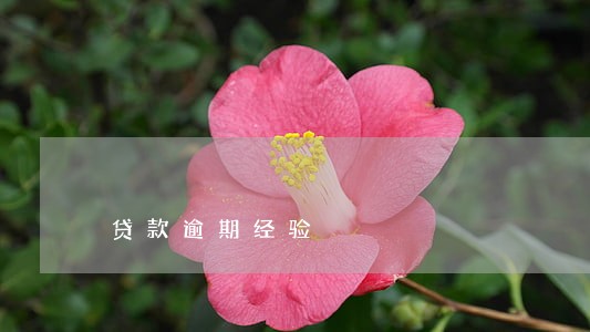 贷款逾期经验 贷款逾期经验