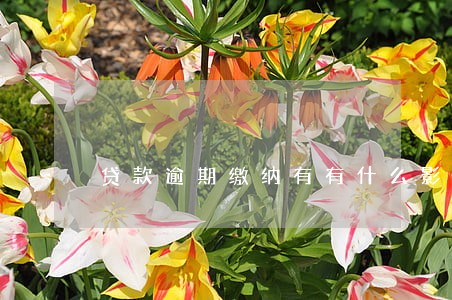 贷款逾期缴纳有有什么影响