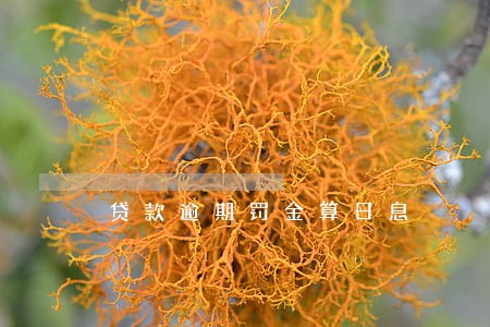 贷款逾期罚金算日息 贷款逾期罚金算日息