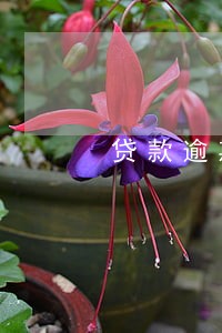 贷款逾期罚金费率 贷款逾期罚金费率