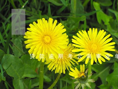 贷款逾期考云南事业单位 贷款逾期考云南事业单位
