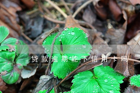 贷款逾期能下信用卡吗