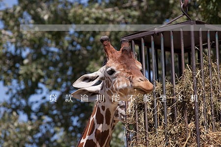 贷款逾期能不能坐飞机一些 贷款逾期能不能坐飞机一些