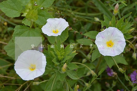 贷款逾期能买票吗