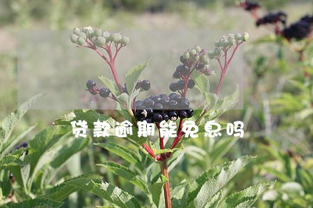 贷款逾期能免息吗 贷款逾期能免息吗