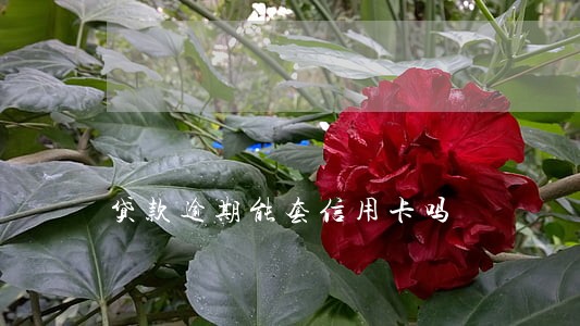 贷款逾期能套信用卡吗 贷款逾期能套信用卡吗