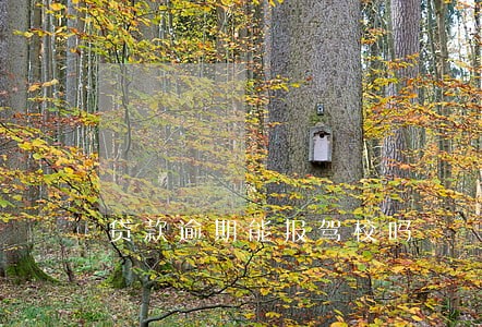 贷款逾期能报驾校吗 贷款逾期能报驾校吗
