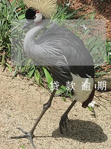 贷款逾期能查电话