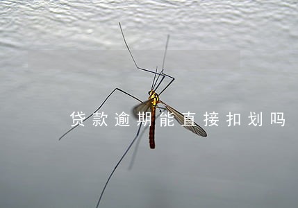 贷款逾期能直接扣划吗 贷款逾期能直接扣划吗