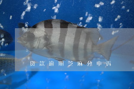 贷款逾期芝麻分申诉 贷款逾期芝麻分申诉